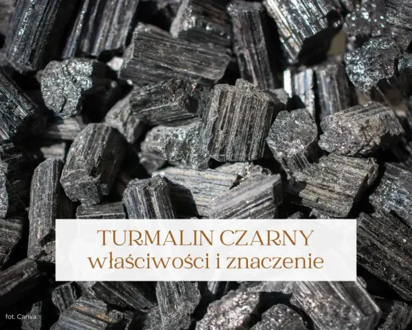 Grupka surowych, czarnych turmalinów. Poznaj czarny turmalin właściwości i jego znaczenie.